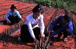 CĐ Cty Cao su Chư Păh: Thực hiện tốt Luật Công đoàn, người lao động hưởng lợi